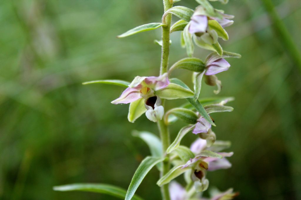 Epipactis helleborine